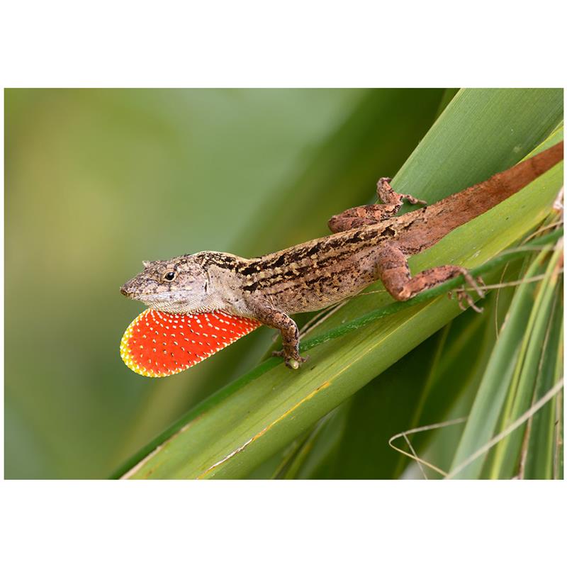Soparla Anolis sagrei - imagine 4